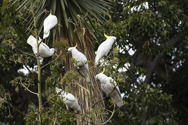 Sulphur-crested cockatoo