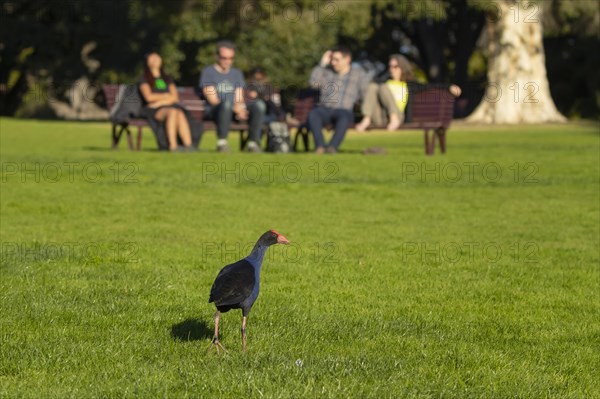 Australasian swamphen