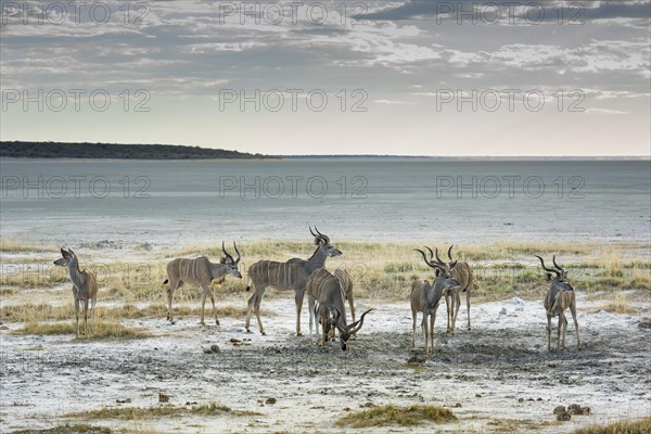 Greater kudu