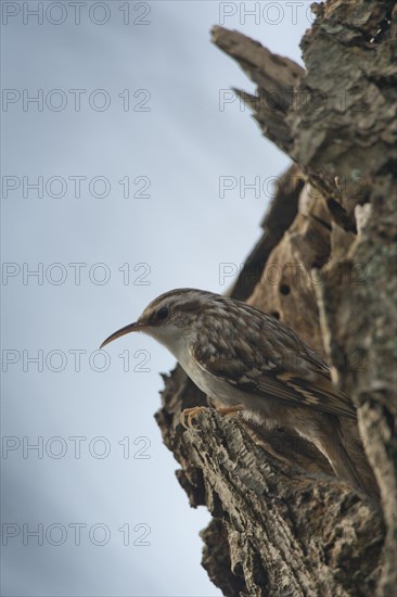 Short-toed treecreeper