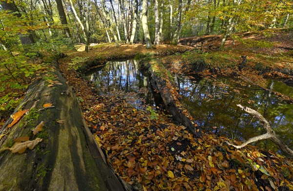 Rotbach in the autumnal Hiesfeld Forest