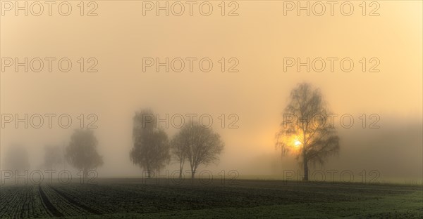 Baumreihe im Nebel bei Sonnenaufgang