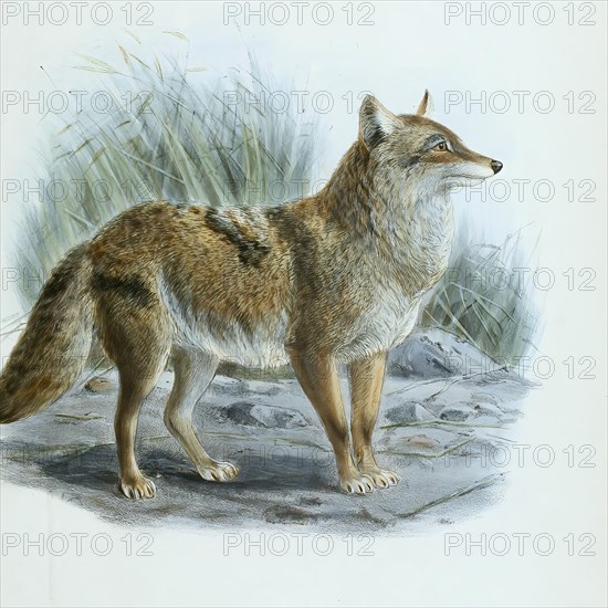 Coyote