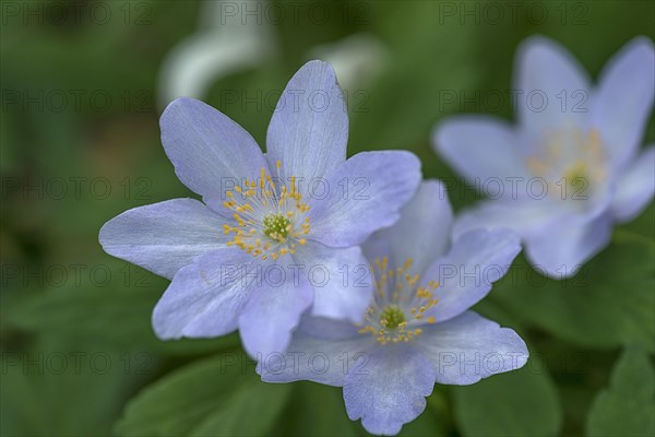 Blossoms of snowdrop anemone