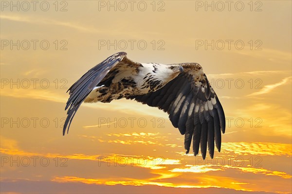 African fish eagle