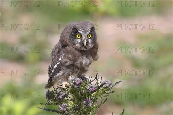 Tengmalm's Owl