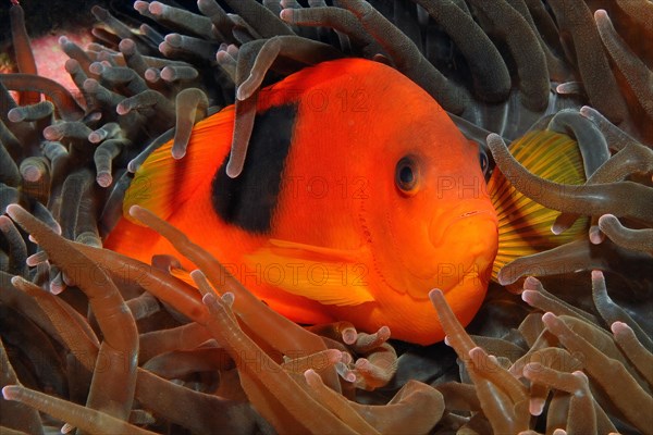 Glow carbon anemonefish