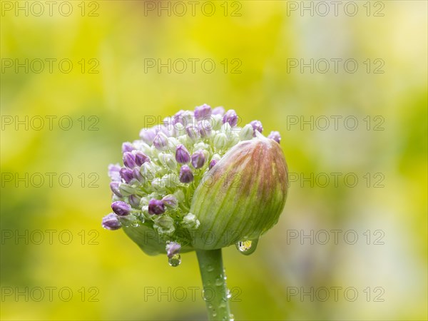 Raindrops on ornamental leek