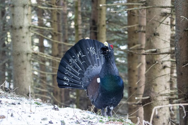 Western capercaillie