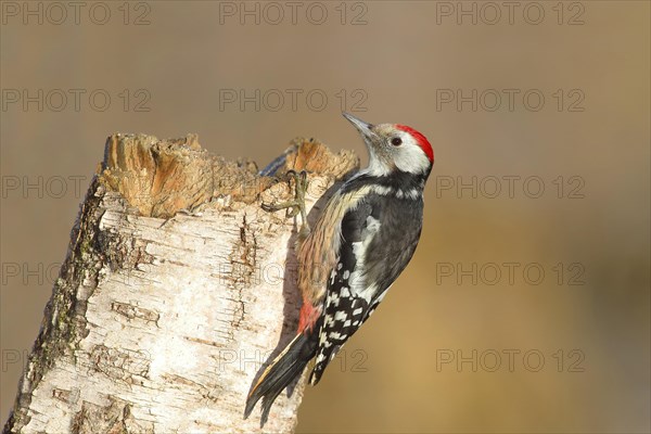 Middle spotted woodpecker