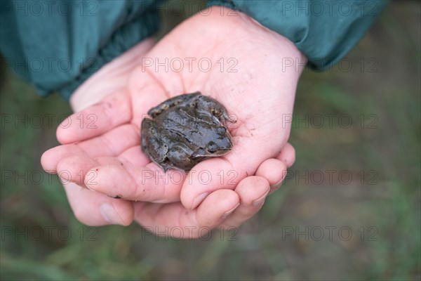 Grasfrosch