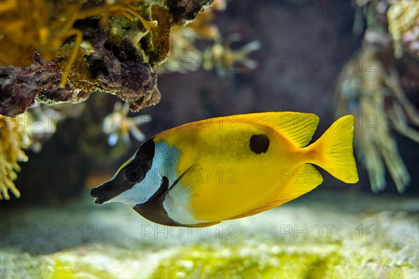 Foxface rabbitfish