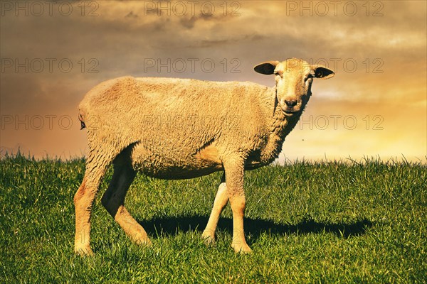 Schaf im Sonnenuntergang auf dem Deich