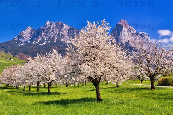 Obstplantage im Fruehling