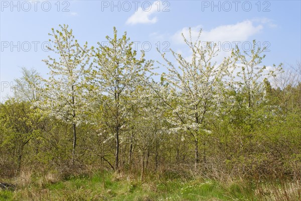 Flowering wild cherry