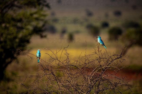 Adult Abyssinian Roller