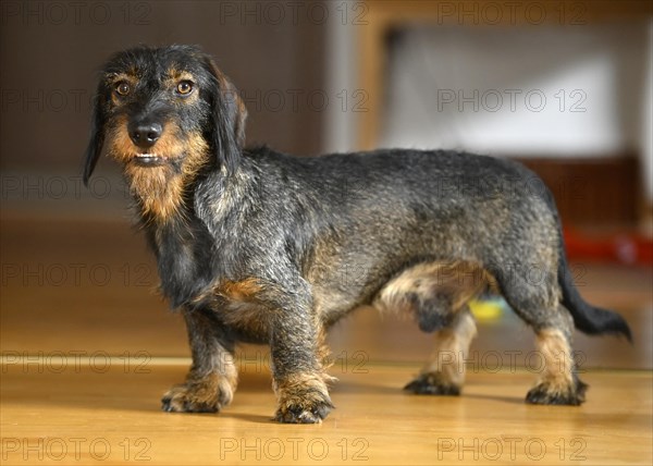 Rough-haired dachshund