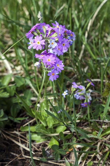 Mehlige Schluesselblume