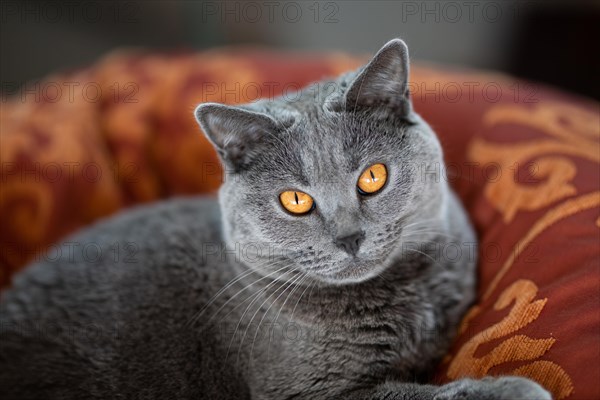 Grey Carthusian cat with yellow eyes in its basket