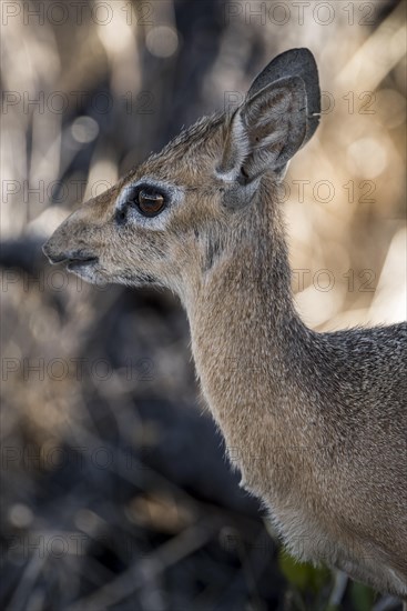 Kirk dikdik or kirk's dik-dik