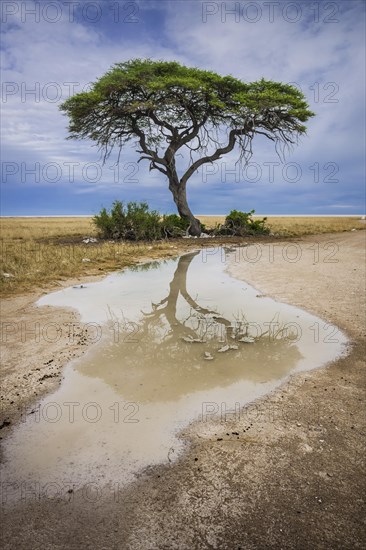 A tree at the edge of the salt pan is reflected in a puddle