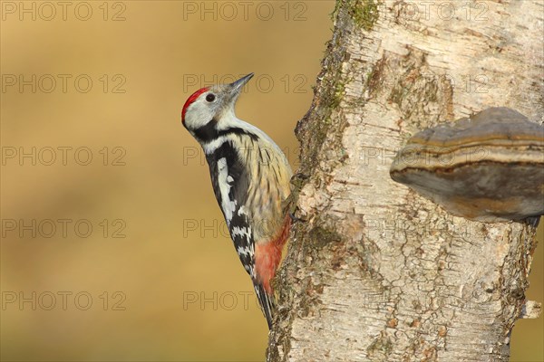 Middle spotted woodpecker