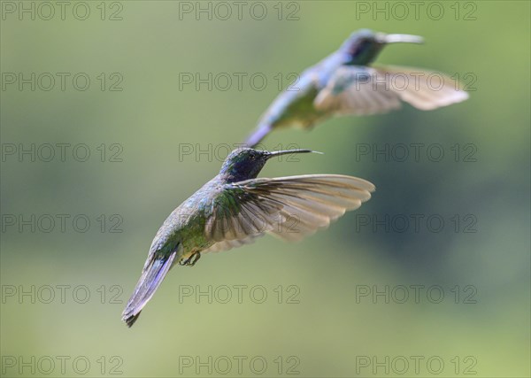 Mexican violetear