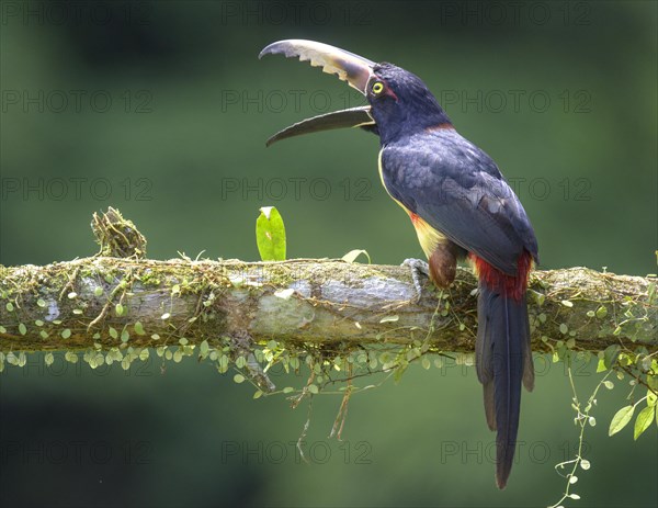 Collared aracari