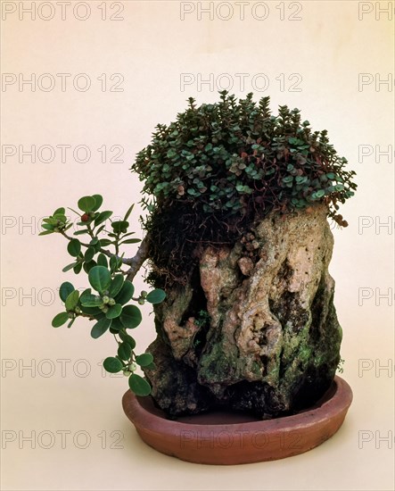 Bonsai