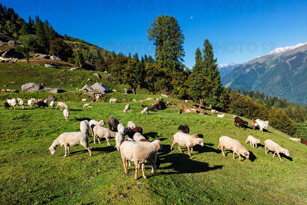 Flock of sheep in the Himalayas mountains
