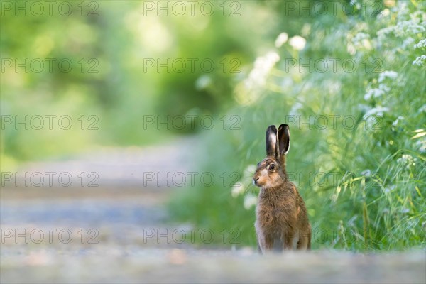 European hare