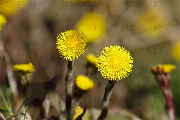 Coltsfoot