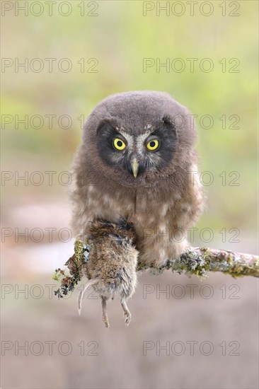 Tengmalm's Owl