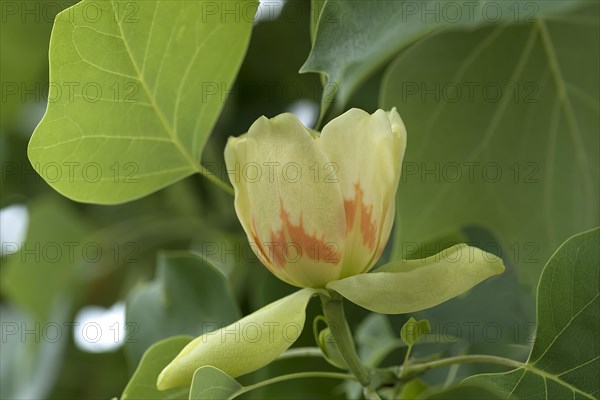 Flower from tulip tree