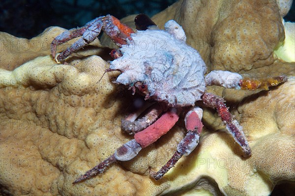 Crab Sponge decorator crab