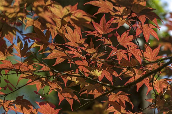Glowing leaves of the smooth japanese maple