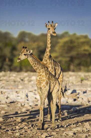 Two angolan giraffes