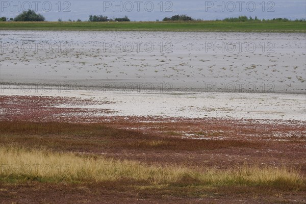 Dried-up salt puddle in late summer