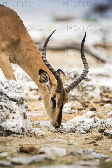 Black-faced impala