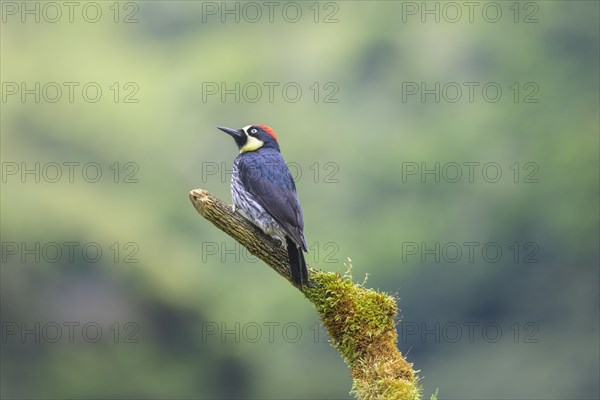 Golden-naped woodpecker