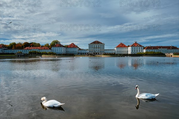 Swans in pond in front of the Nymphenburg Palace