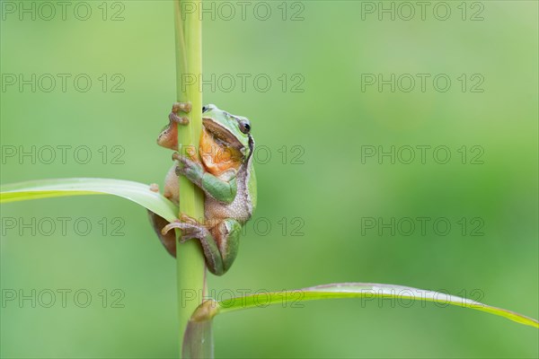 European tree frog