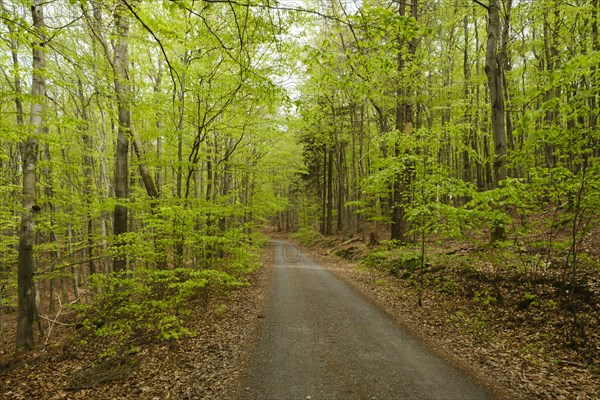 Hiking trail through the beech forest