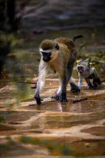 Vervet monkey