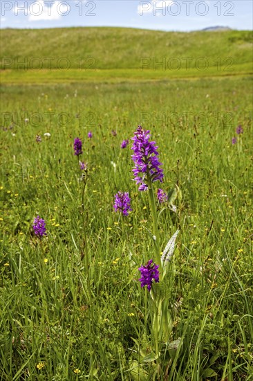 Broad-leaved western marsh orchid