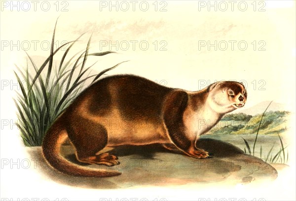 North American otter