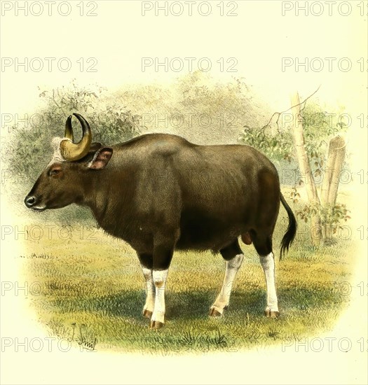 Gaur