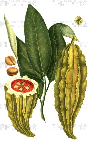 Fruit of the cacao tree