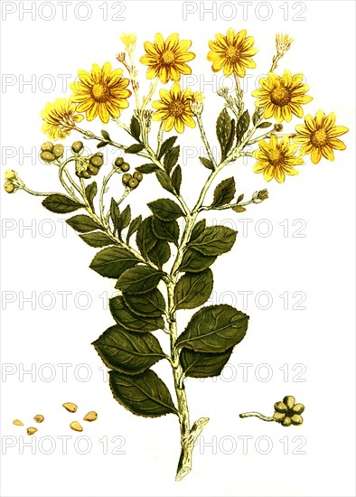 Chrysanthemoides cape daisy