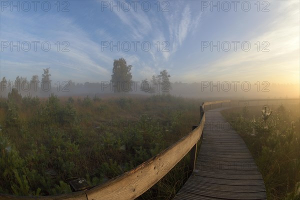 Wooden footbridge in a moor with warty birch